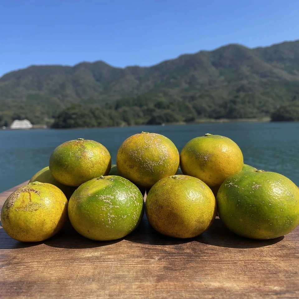 熊本の極早生みかん【肥のあかり】栽培期間中に農薬・化学肥料不使用