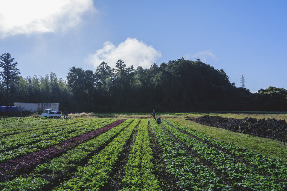 旨みと甘みの強い露地栽培<旬の有機野菜セット>農薬化学肥料不使用・静岡県産
