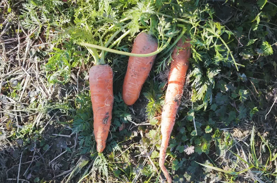 ＜旬のにんじん 4.5kg＞農薬化学肥料不使用・静岡県産 