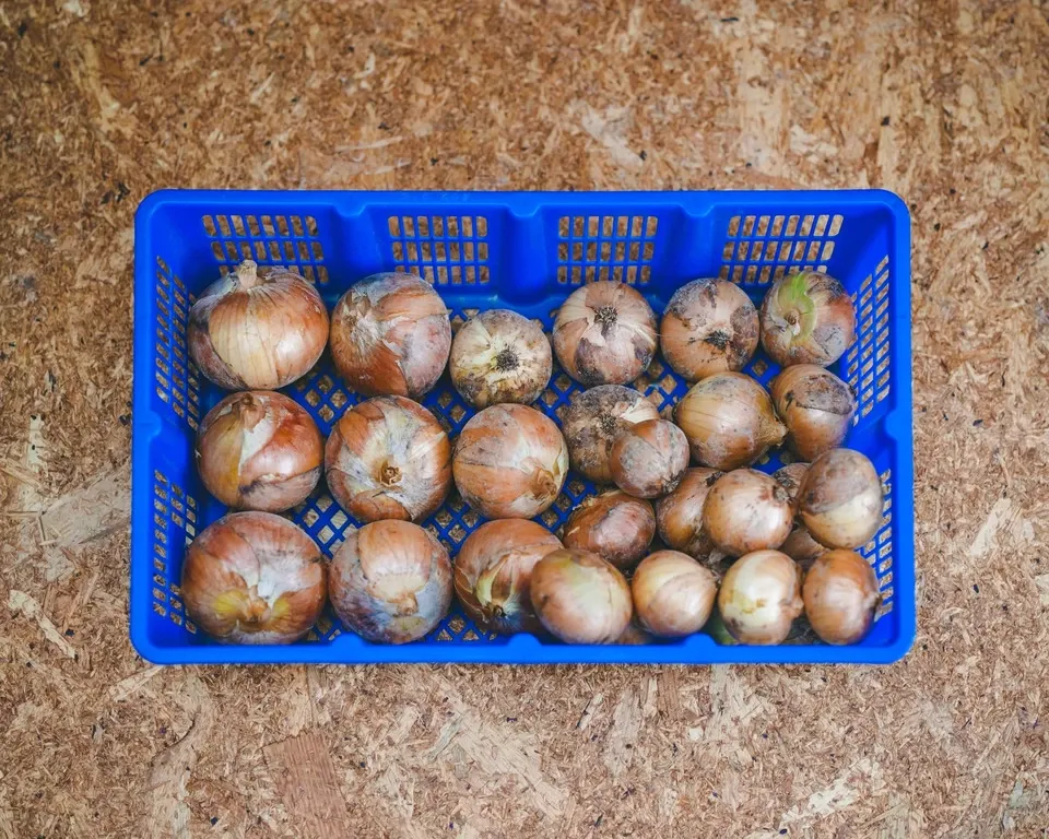 ＜有機たまねぎ 3kg＞農薬化学肥料不使用・静岡県産 