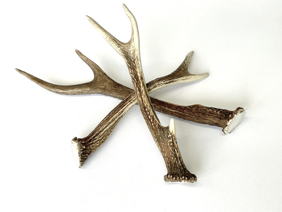 PET用ストレス解消ペットフード［本州鹿の角］Honshu Deer Antlers 