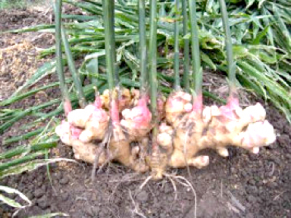 Ginger Syrup