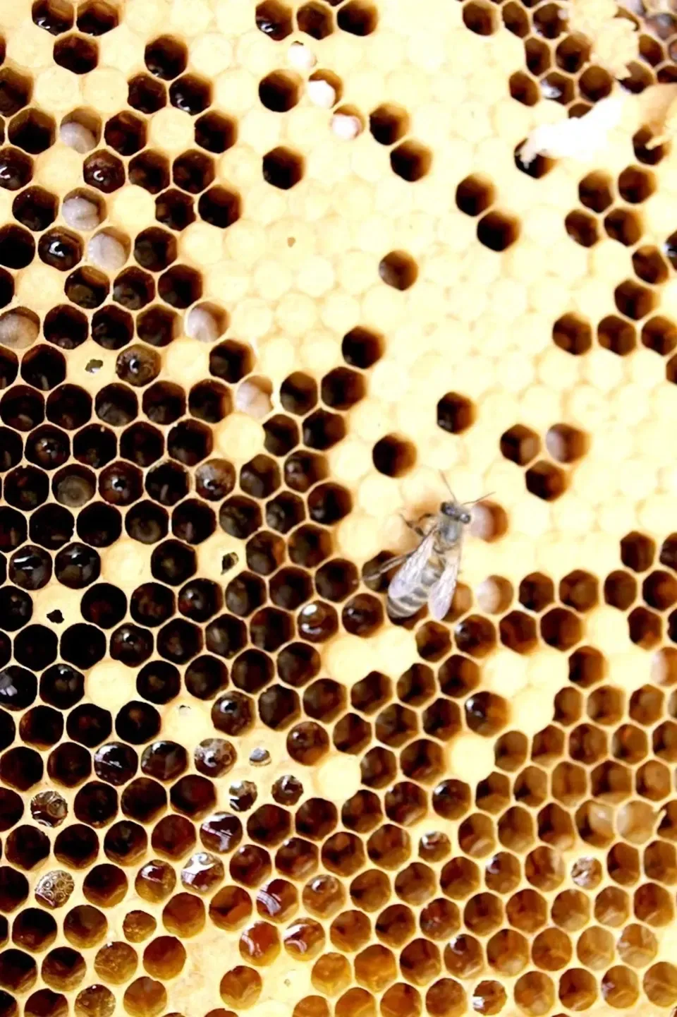 南天葉　500枚〜　みかん箱いっぱい　クール便　つまもの　かいしき 南天葉 500枚〜 みかん箱いっぱい クール便 つまもの かいしき 南天葉