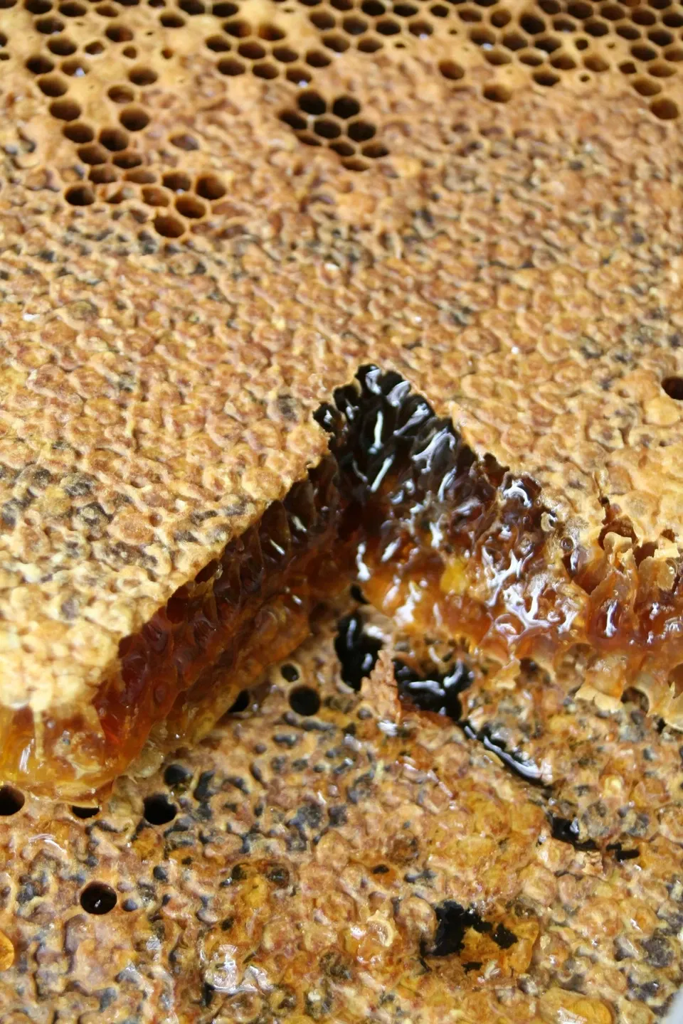 南天葉　500枚〜　みかん箱いっぱい　クール便　つまもの　かいしき 南天葉 500枚〜 みかん箱いっぱい クール便 つまもの かいしき