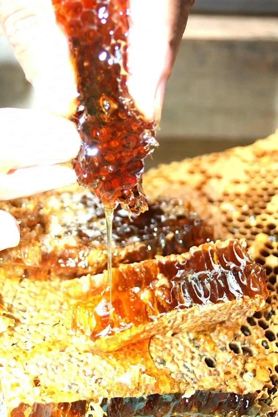 SHIMANTO LOCAL HONEY