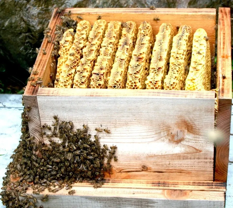 SHIMANTO LOCAL HONEY しまんと百笑かんぱに (高知県産