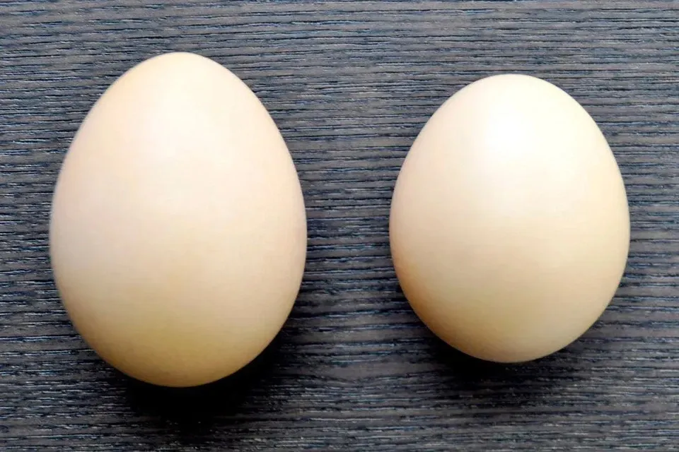 土佐ジローのたまご【放飼い有精卵】
