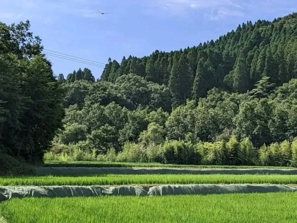  【R7年度産】白川の美米（玄米）｜熊本阿蘇 筑後川源流で育む自然栽培米｜農薬・肥料・除草剤一切不使用｜森のくまさん