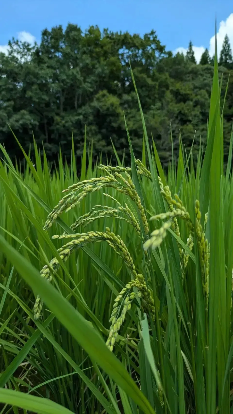 【R7年度産】白川の美米（玄米）｜熊本阿蘇 筑後川源流で育む自然栽培米｜農薬・肥料・除草剤一切不使用｜森のくまさん