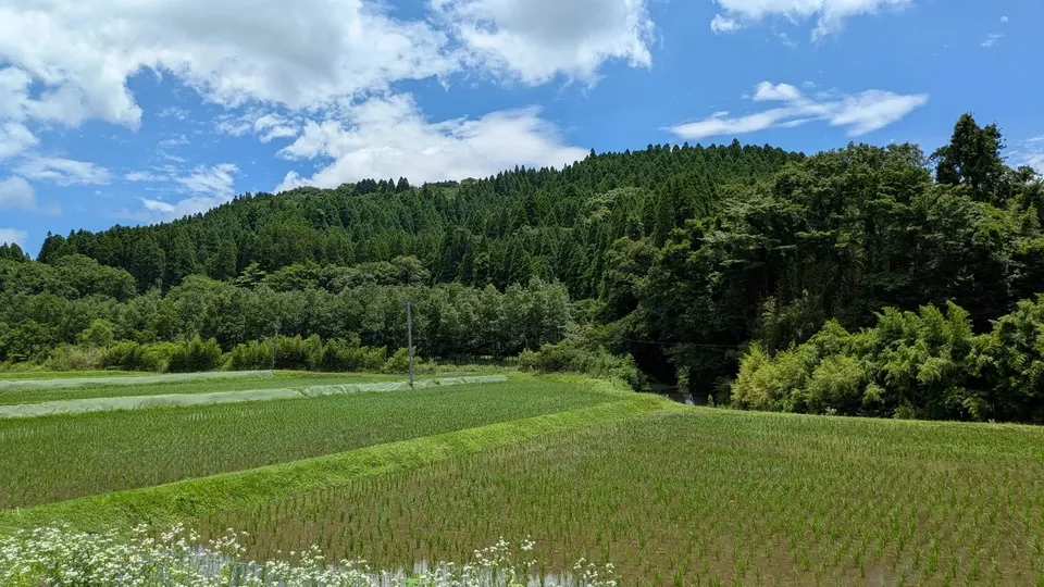  【R7年度産】白川の美米（玄米）｜熊本阿蘇 筑後川源流で育む自然栽培米｜農薬・肥料・除草剤一切不使用｜森のくまさん