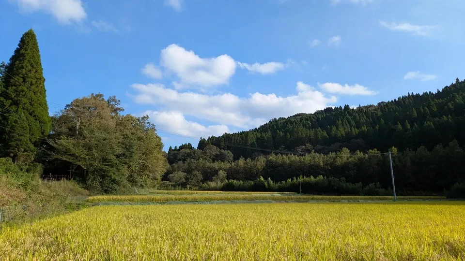  【R7年度産】白川の美米（玄米）｜熊本阿蘇 筑後川源流で育む自然栽培米｜農薬・肥料・除草剤一切不使用｜森のくまさん