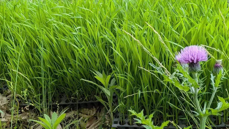 【R7年度産】白川の美米（玄米）｜熊本阿蘇 筑後川源流で育む自然栽培米｜農薬・肥料・除草剤一切不使用｜森のくまさん