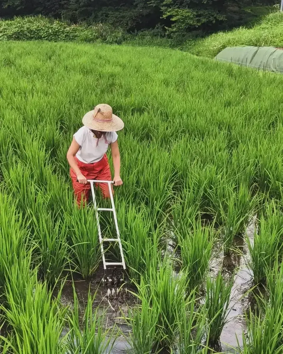 【R7年度産】白川の美米（玄米）｜熊本阿蘇 筑後川源流で育む自然栽培米｜農薬・肥料・除草剤一切不使用｜森のくまさん