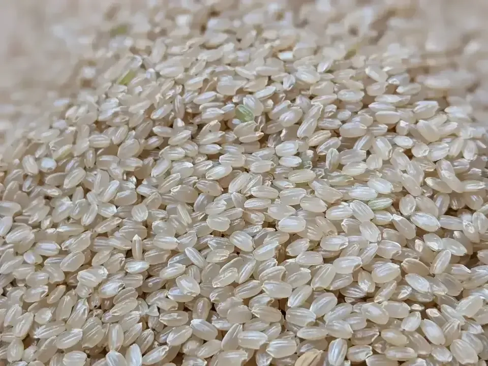 R7年度産】白川の美米（玄米）｜熊本阿蘇 筑後川源流で育む自然栽培米