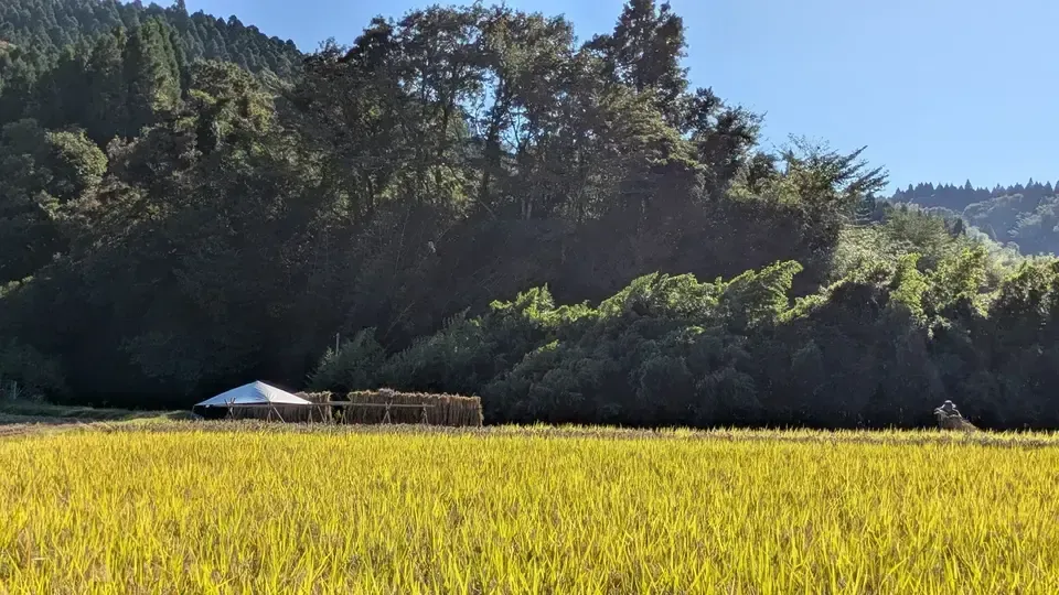 【R7年度産】白川の美米（玄米）｜熊本阿蘇 筑後川源流で育む自然栽培米｜農薬・肥料・除草剤一切不使用｜森のくまさん