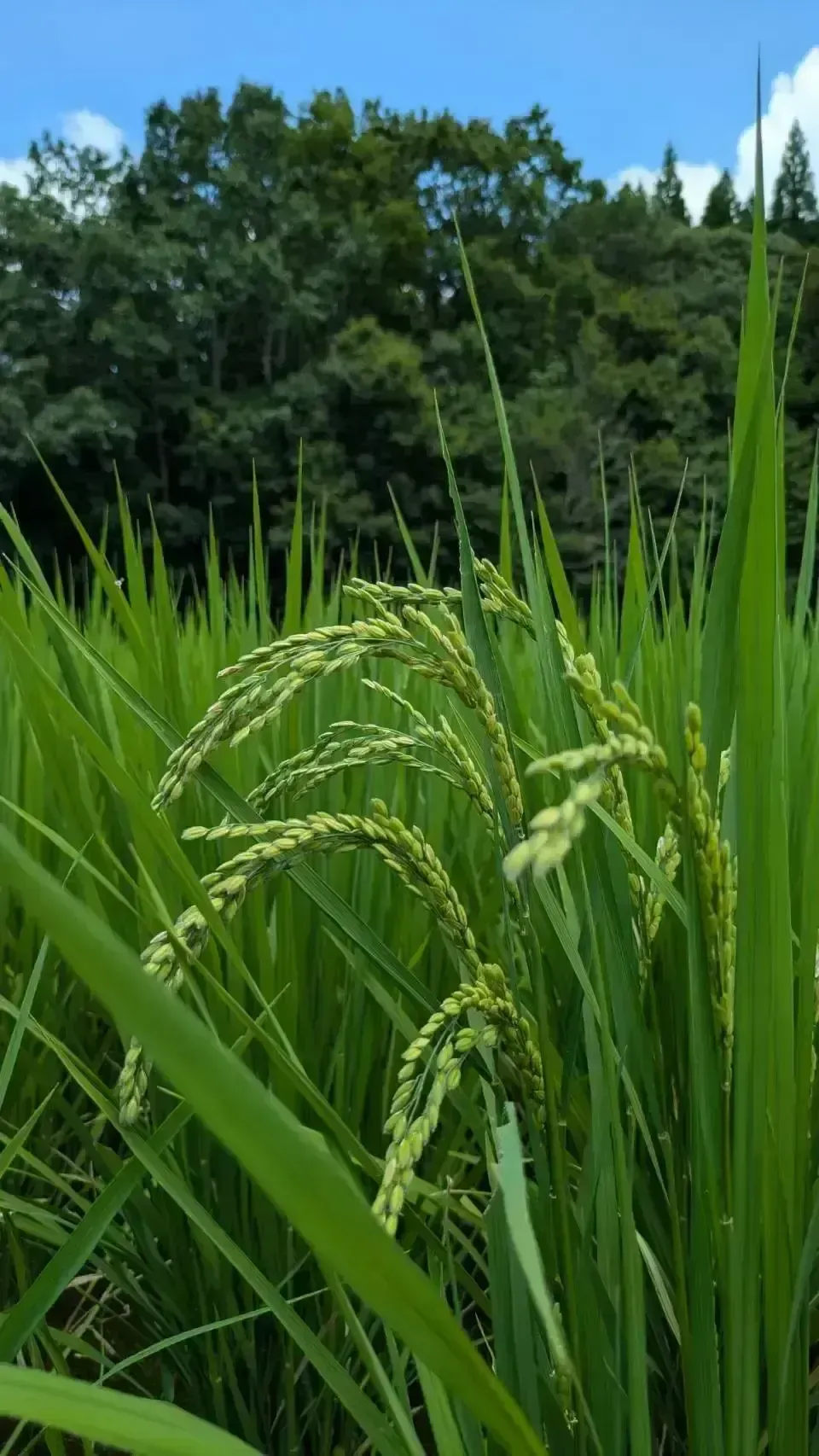 【R7年度産】白川の美米（玄米）｜熊本阿蘇 筑後川源流で育む自然栽培米｜農薬・肥料・除草剤一切不使用｜森のくまさん
