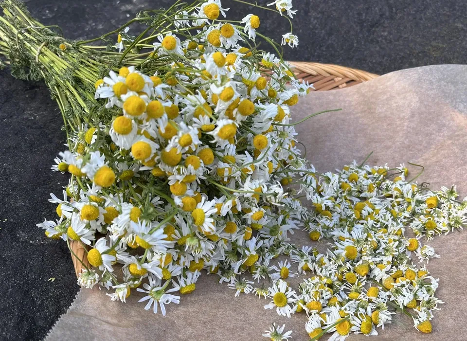 100%植物性ヴィーガン＜自家製酵母のクッキーセット・夏＞卵・乳製品・白砂糖不使用