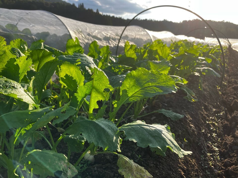 無農薬・無肥料　自然栽培の野菜セット（京都）