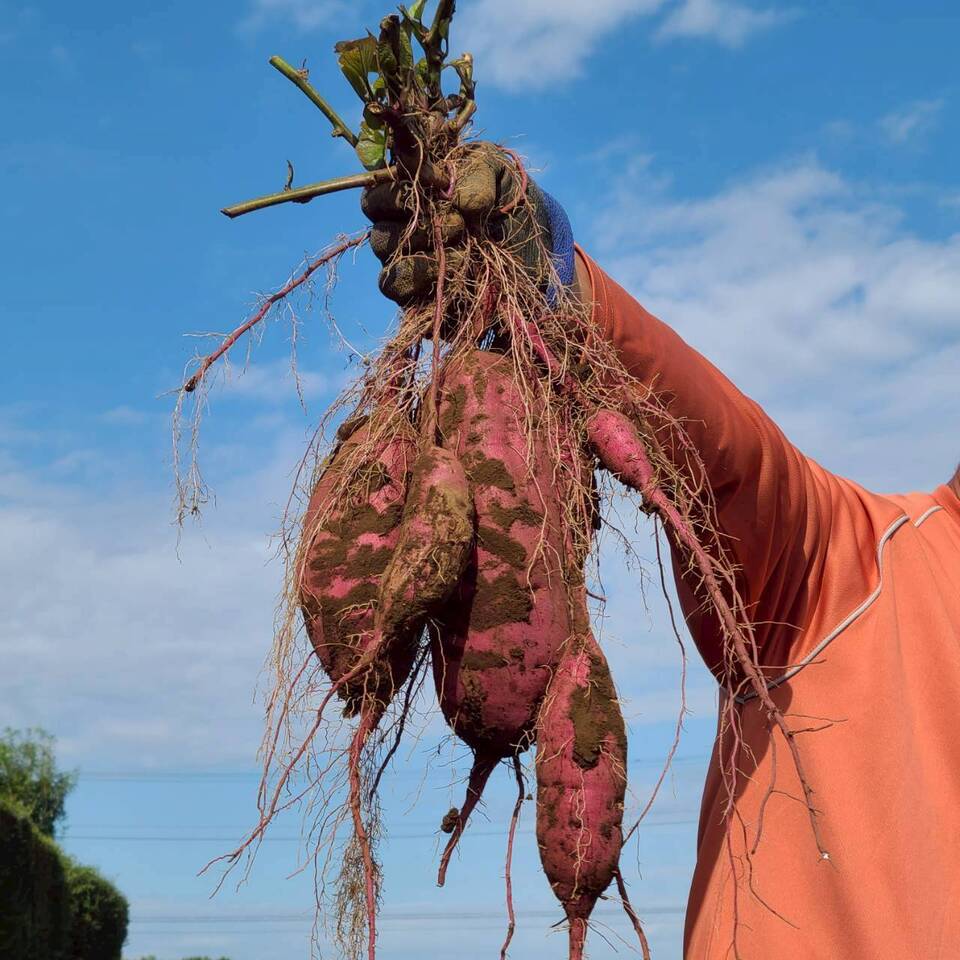 とろ甘っ!ねっとり濃密!【紅はるか】農薬・化学肥料・除草剤・防虫剤不使用