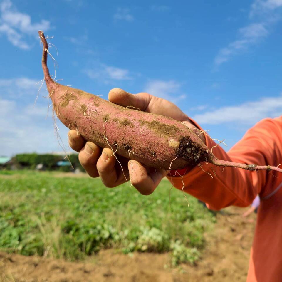 とろ甘っ!ねっとり濃密!【紅はるか】農薬・化学肥料・除草剤・防虫剤不使用