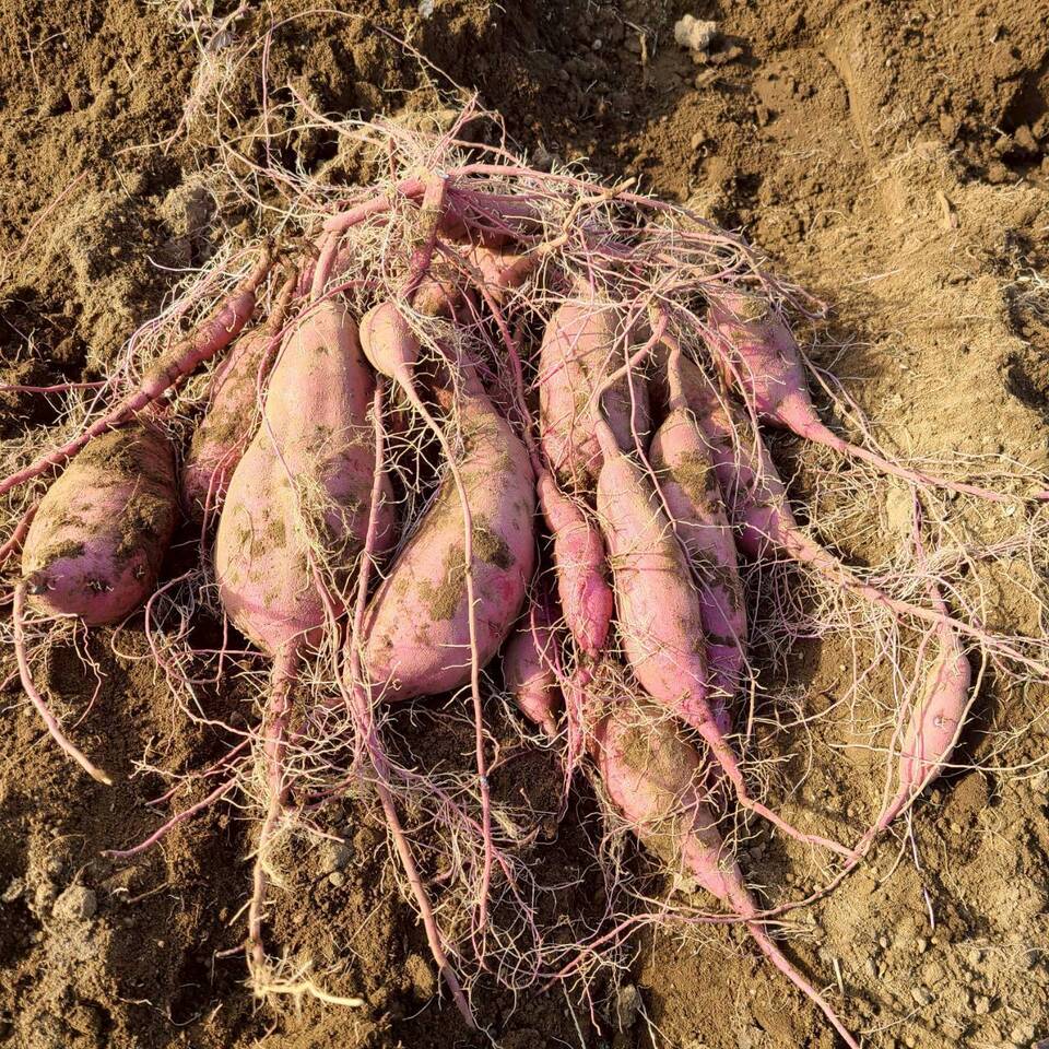 とろ甘っ!ねっとり濃密!【紅はるか】農薬・化学肥料・除草剤・防虫剤不使用