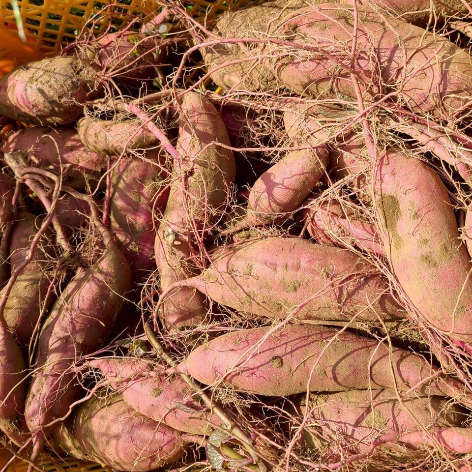 とろ甘っ!ねっとり濃密!【紅はるか】農薬・化学肥料・除草剤・防虫剤不使用