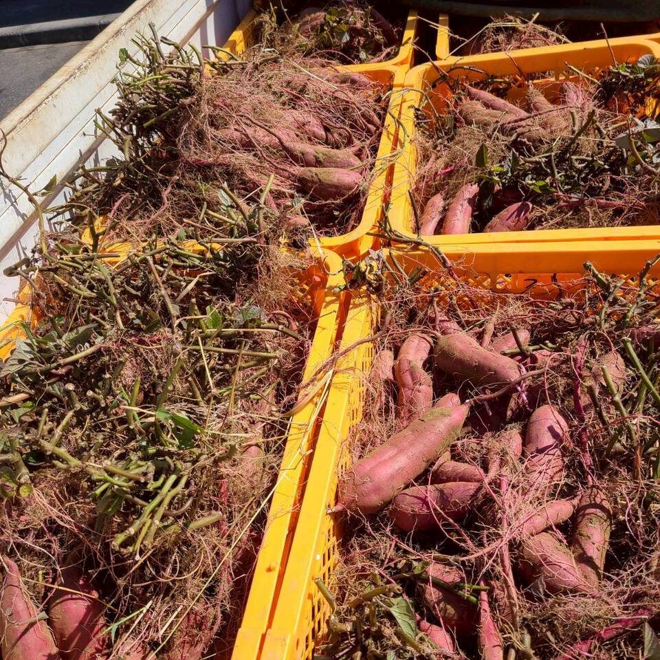 とろ甘っ!ねっとり濃密!【紅はるか】農薬・化学肥料・除草剤・防虫剤不使用