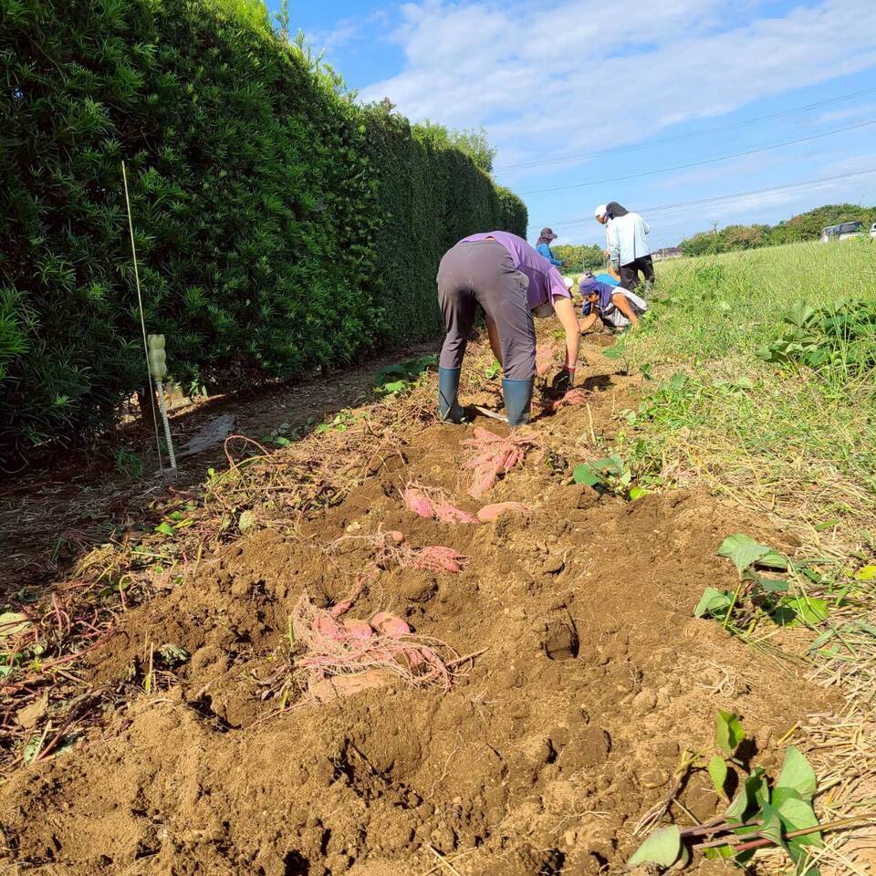 とろ甘っ!ねっとり濃密!【紅はるか】農薬・化学肥料・除草剤・防虫剤不使用