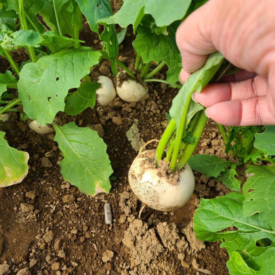 じゅわっと甘い!使いやすい!葉なし秋カブ 約1.5kg前後、10玉(農薬・化学肥料・除草剤・防虫剤不使用)