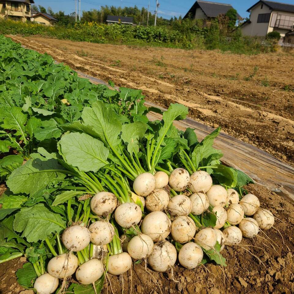 じゅわっと甘い!使いやすい!葉なし秋カブ 約1.5kg前後、10玉(農薬・化学肥料・除草剤・防虫剤不使用)