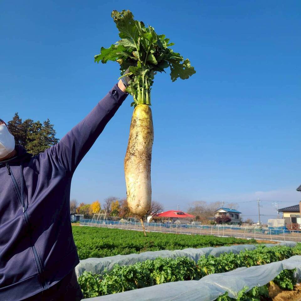 じんわ〜り染みる!冬の濃厚とろ甘大根(農薬・化学肥料・除草剤・防虫剤不使用)