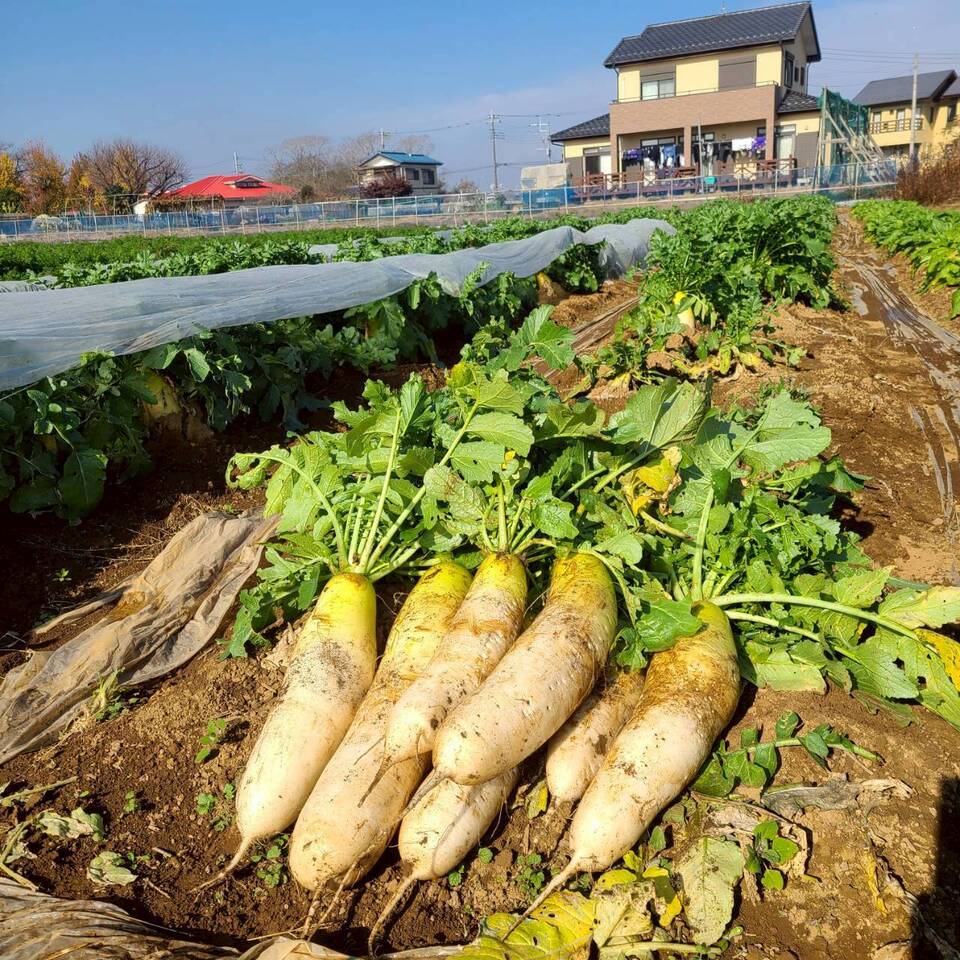 じんわ〜り染みる!冬の濃厚とろ甘大根(農薬・化学肥料・除草剤・防虫剤不使用)