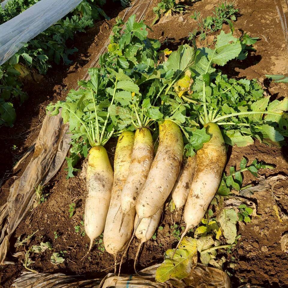 じんわ〜り染みる!冬の濃厚とろ甘大根(農薬・化学肥料・除草剤・防虫剤不使用)