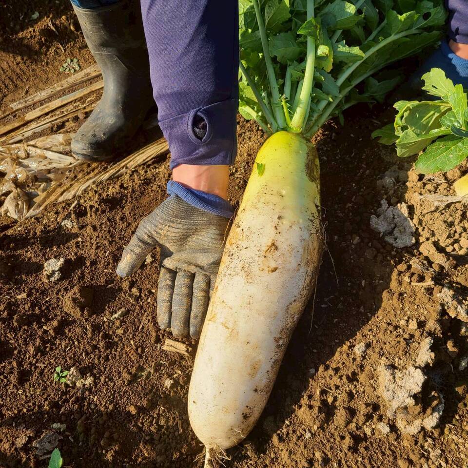じんわ〜り染みる!冬の濃厚とろ甘大根(農薬・化学肥料・除草剤・防虫剤不使用)