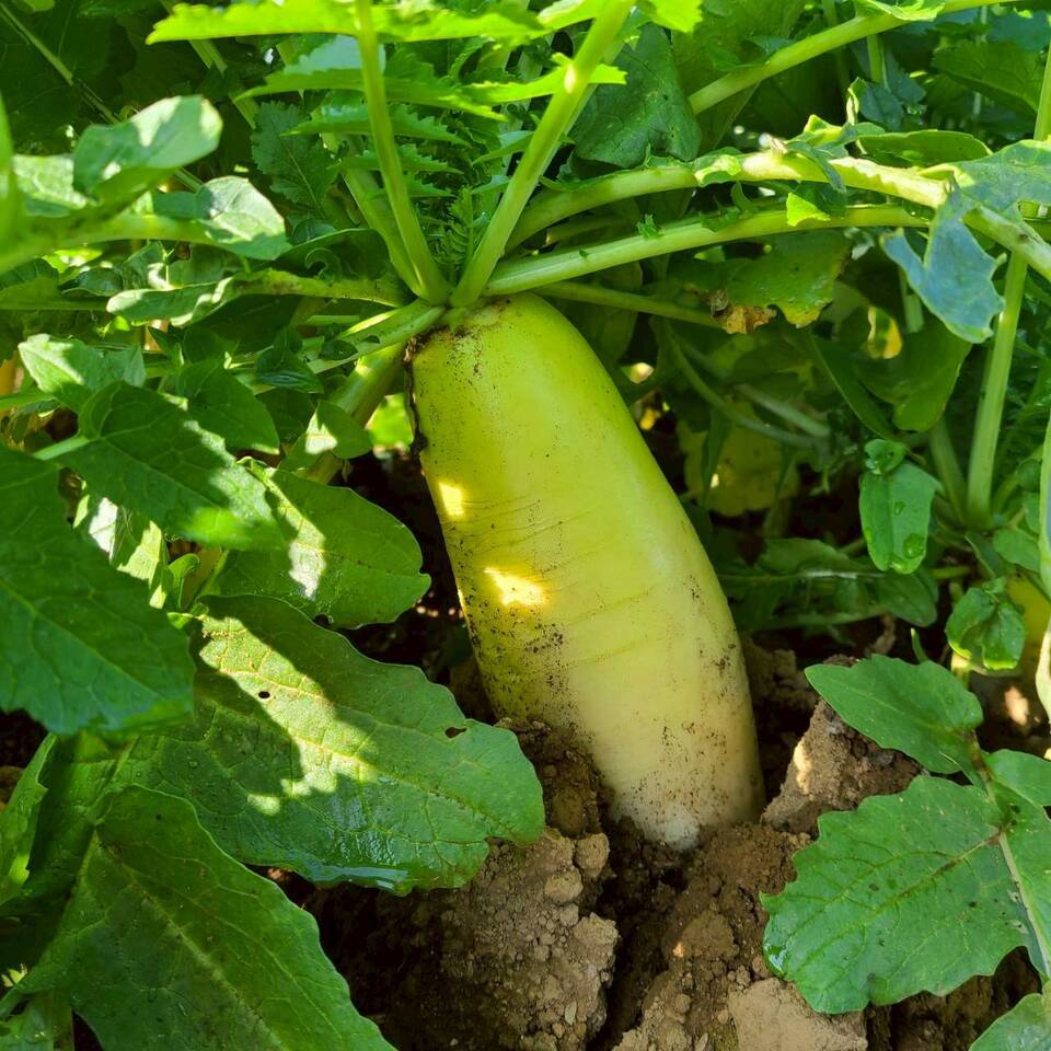 じんわ〜り染みる!冬の濃厚とろ甘大根(農薬・化学肥料・除草剤・防虫剤不使用)