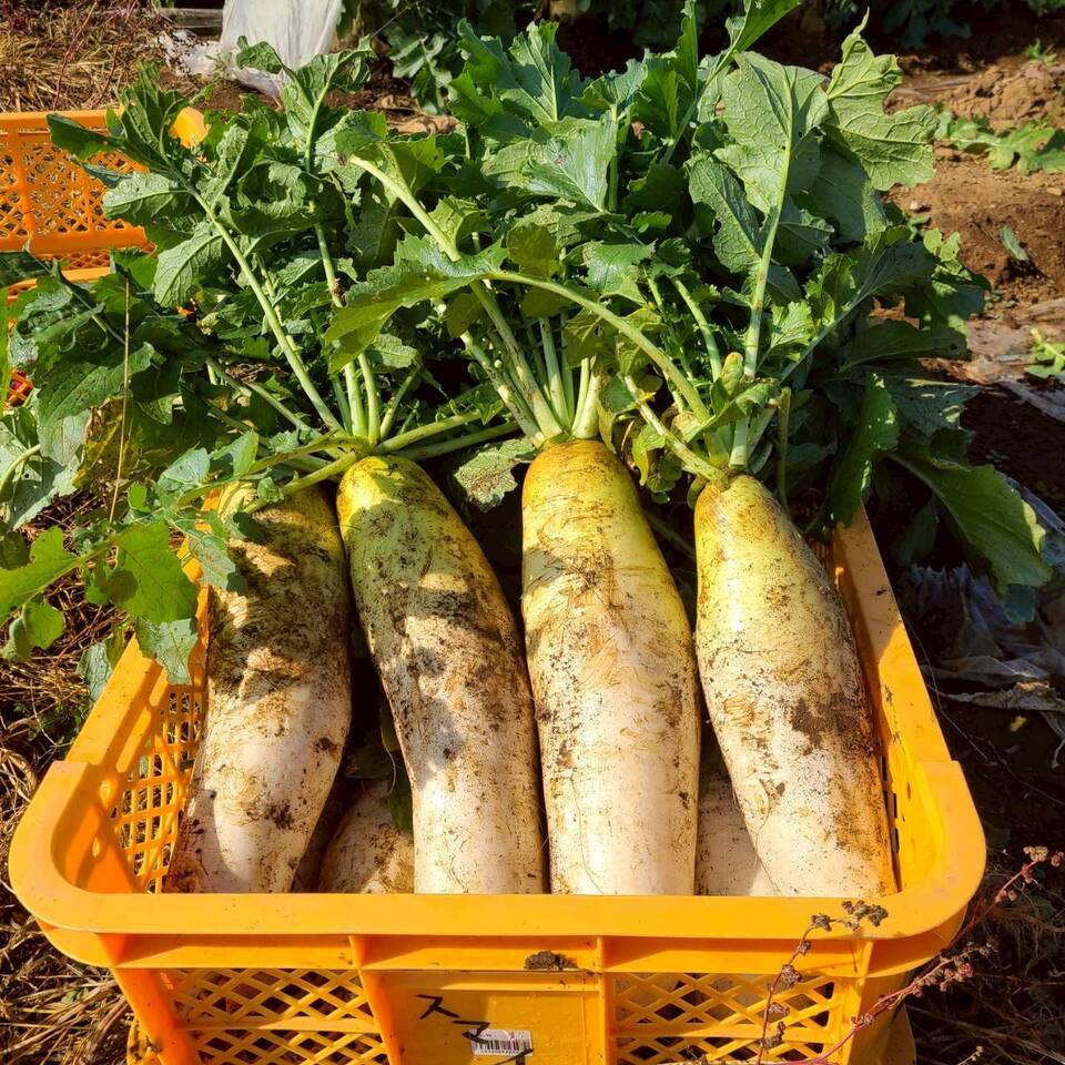 じんわ〜り染みる!冬の濃厚とろ甘大根(農薬・化学肥料・除草剤・防虫剤不使用)