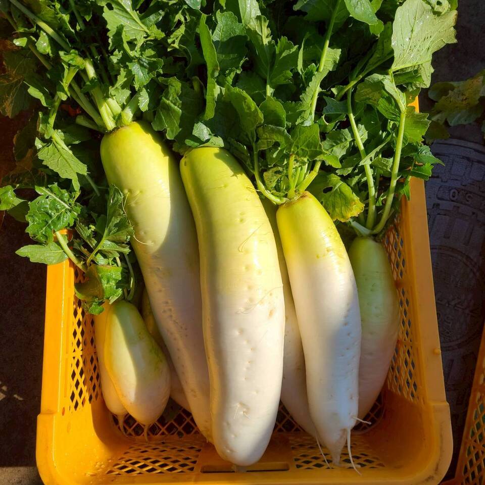 じんわ〜り染みる!冬の濃厚とろ甘大根(農薬・化学肥料・除草剤・防虫剤不使用)