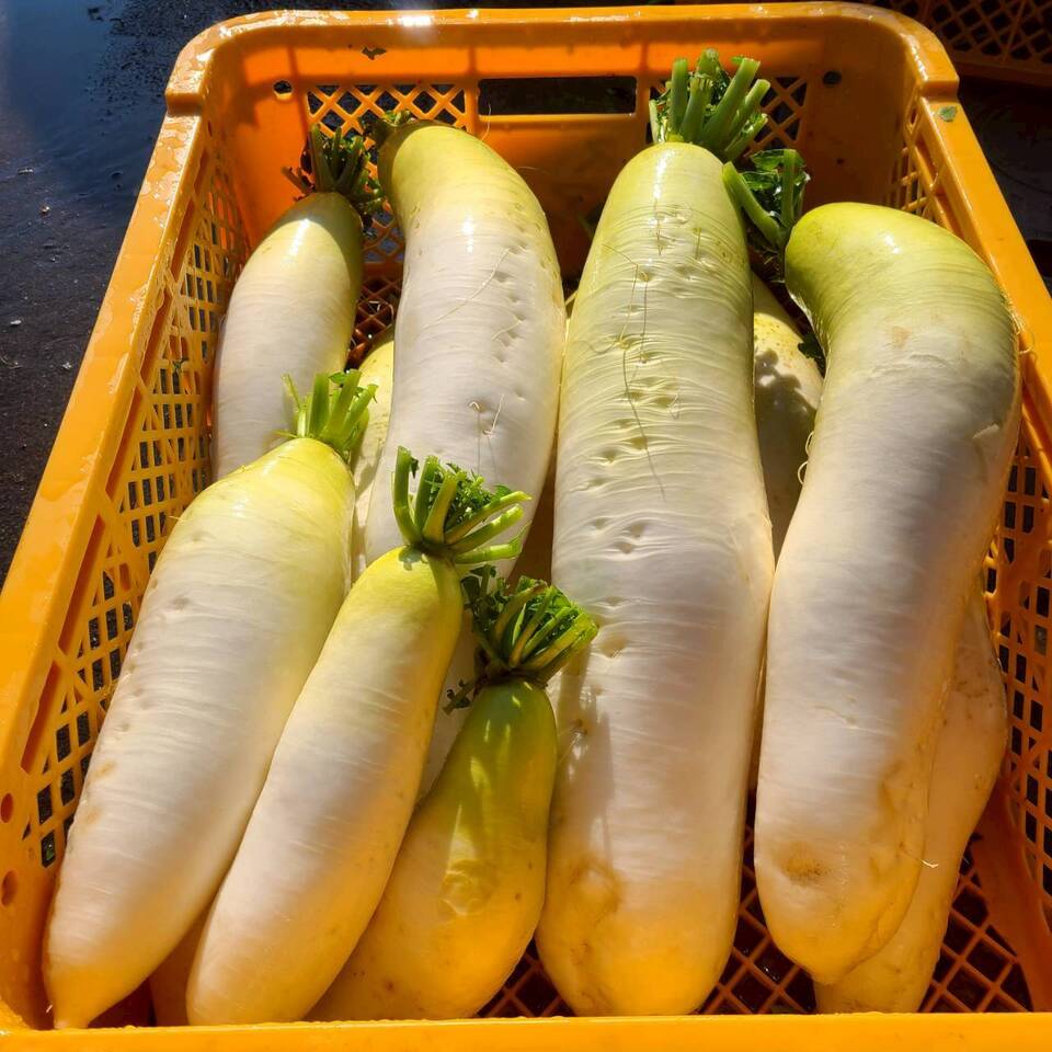 じんわ〜り染みる!冬の濃厚とろ甘大根(農薬・化学肥料・除草剤・防虫剤不使用)