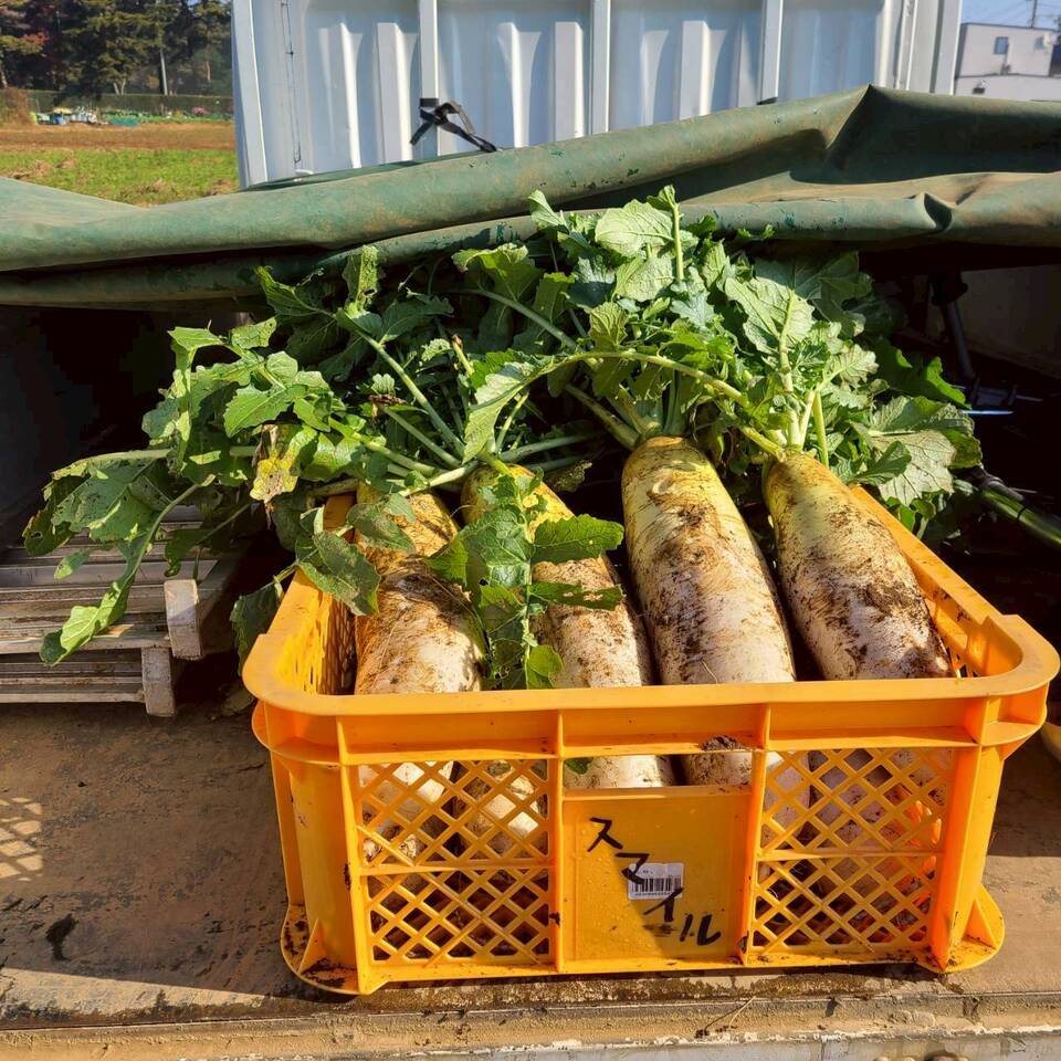 じんわ〜り染みる!冬の濃厚とろ甘大根(農薬・化学肥料・除草剤・防虫剤不使用)