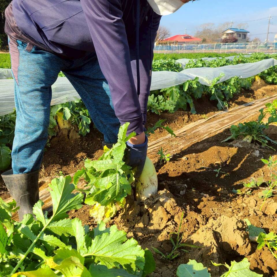 じんわ〜り染みる!冬の濃厚とろ甘大根(農薬・化学肥料・除草剤・防虫剤不使用)