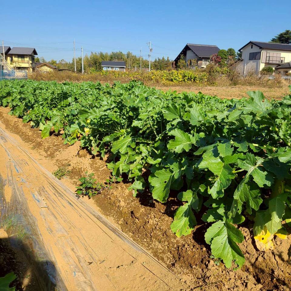 じんわ〜り染みる!冬の濃厚とろ甘大根(農薬・化学肥料・除草剤・防虫剤不使用)
