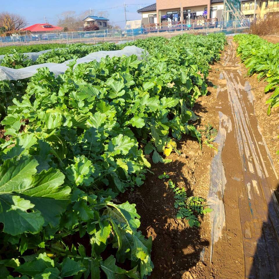 じんわ〜り染みる!冬の濃厚とろ甘大根(農薬・化学肥料・除草剤・防虫剤不使用)