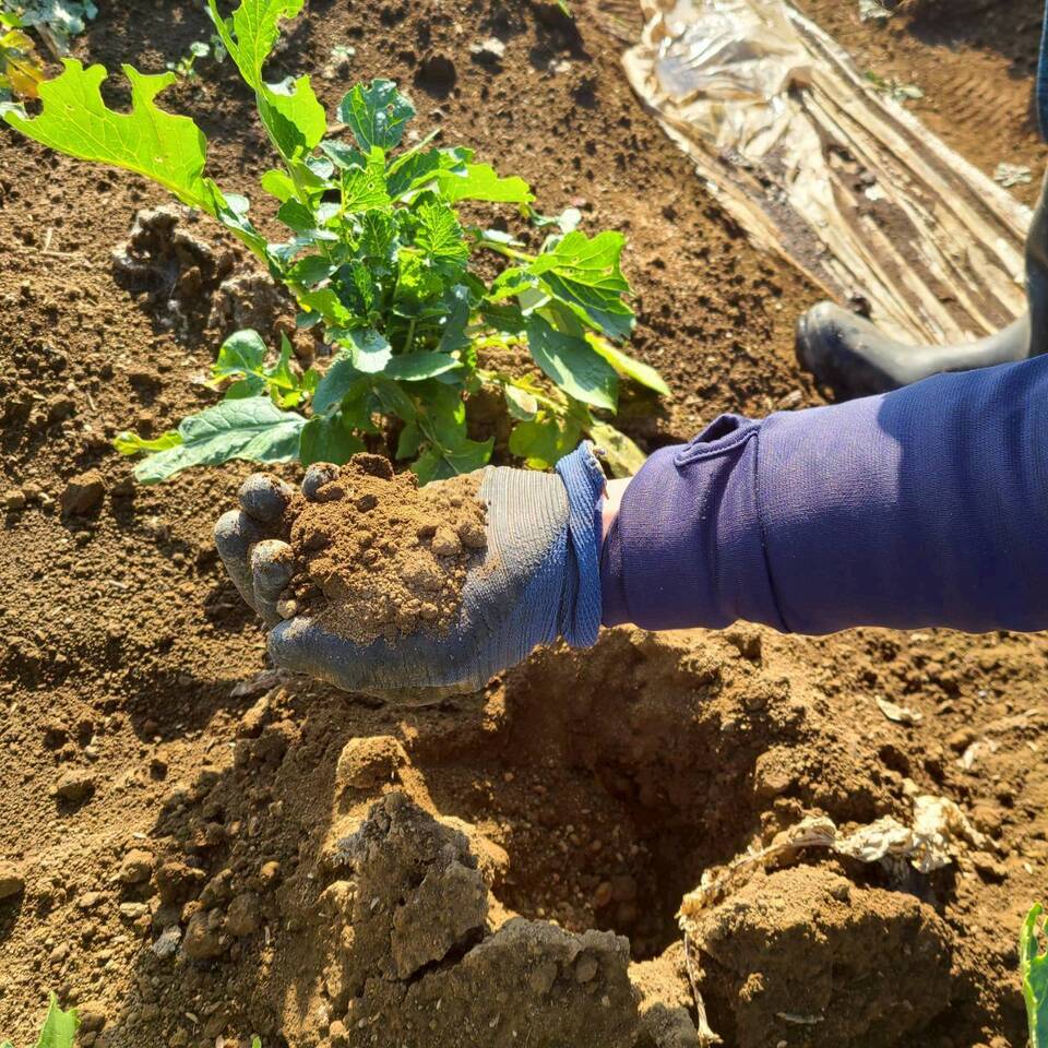 じんわ〜り染みる!冬の濃厚とろ甘大根(農薬・化学肥料・除草剤・防虫剤不使用)