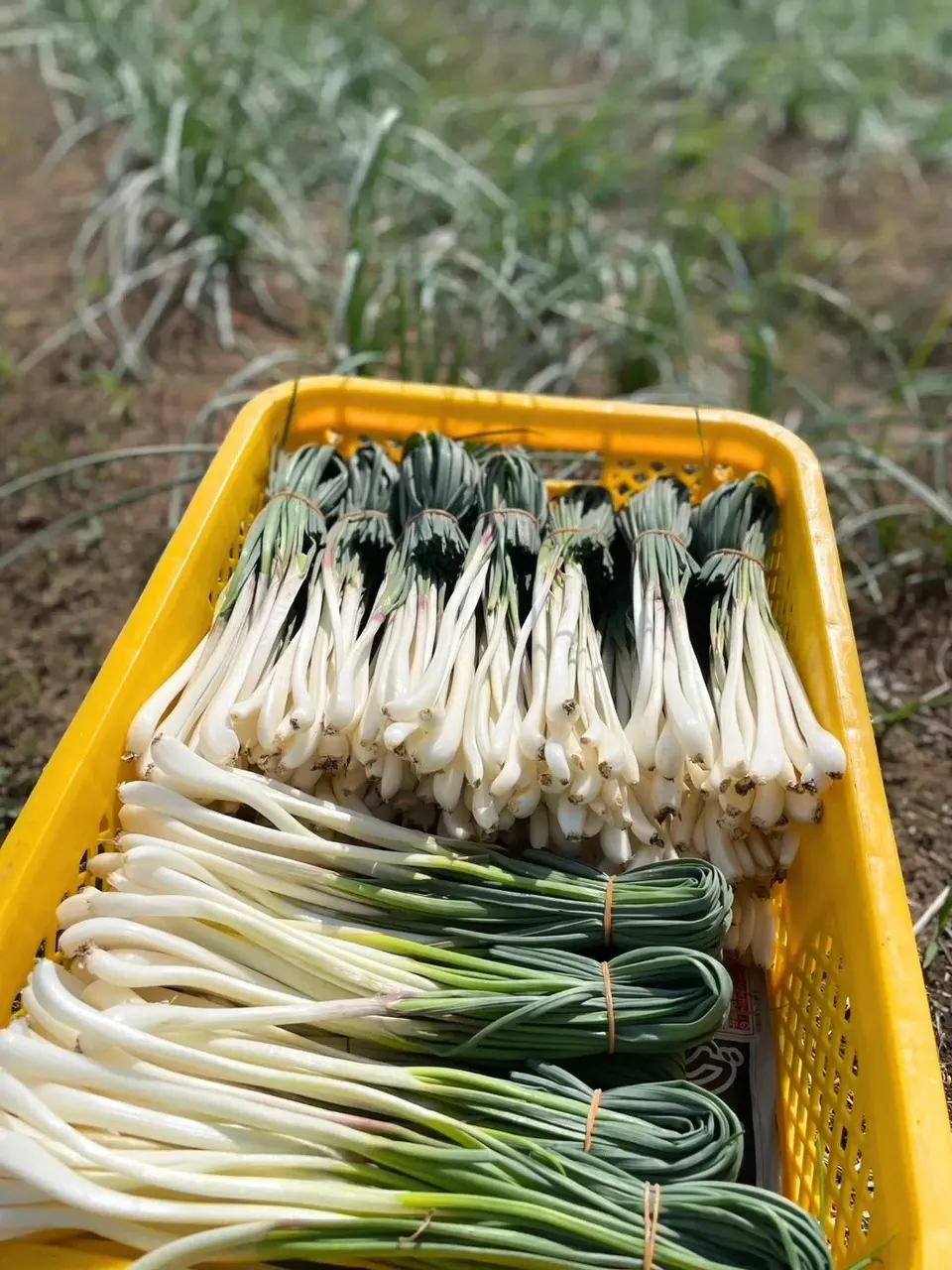 エシャレット(若採りらっきょう) シャキシャキ食感 味噌つけてそのまま丸かじり 茨城県産(農薬・化学肥料・除草剤・防虫剤不使用)