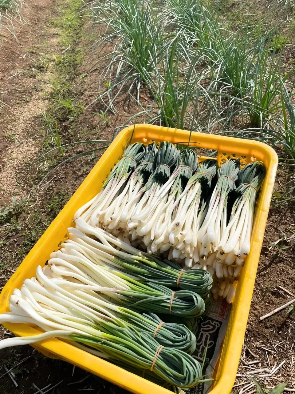 エシャレット(若採りらっきょう) シャキシャキ食感 味噌つけてそのまま丸かじり 茨城県産(農薬・化学肥料・除草剤・防虫剤不使用)