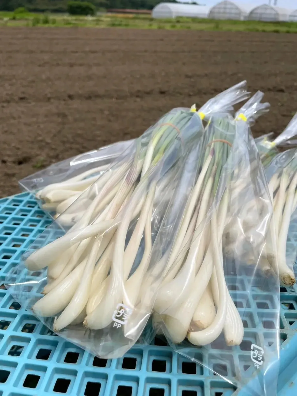 エシャレット(若採りらっきょう) シャキシャキ食感 味噌つけてそのまま丸かじり 茨城県産(農薬・化学肥料・除草剤・防虫剤不使用)
