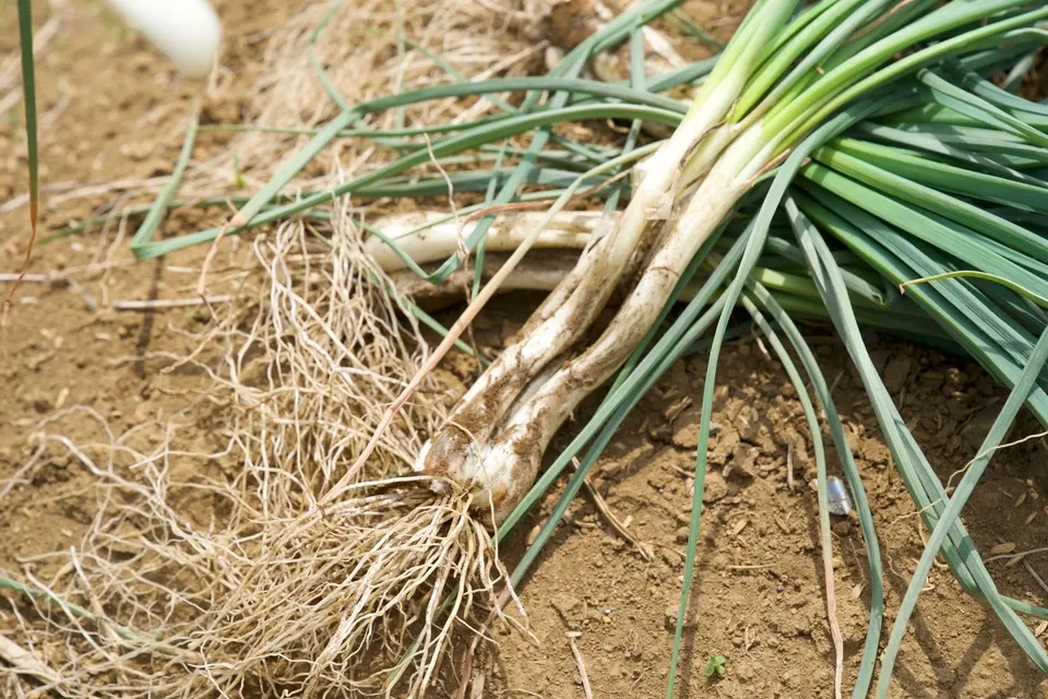 エシャレット(若採りらっきょう) シャキシャキ食感 味噌つけてそのまま丸かじり 茨城県産(農薬・化学肥料・除草剤・防虫剤不使用)