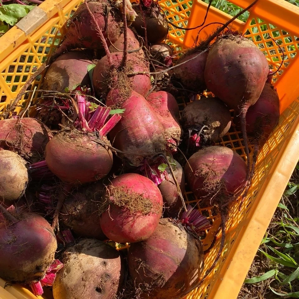 ビーツパウダー ポリフェノールを届ける採れたてビーツをそのまま粉末に 茨城県産(栽培期間中農薬・化学肥料・除草剤・防虫剤不使用)