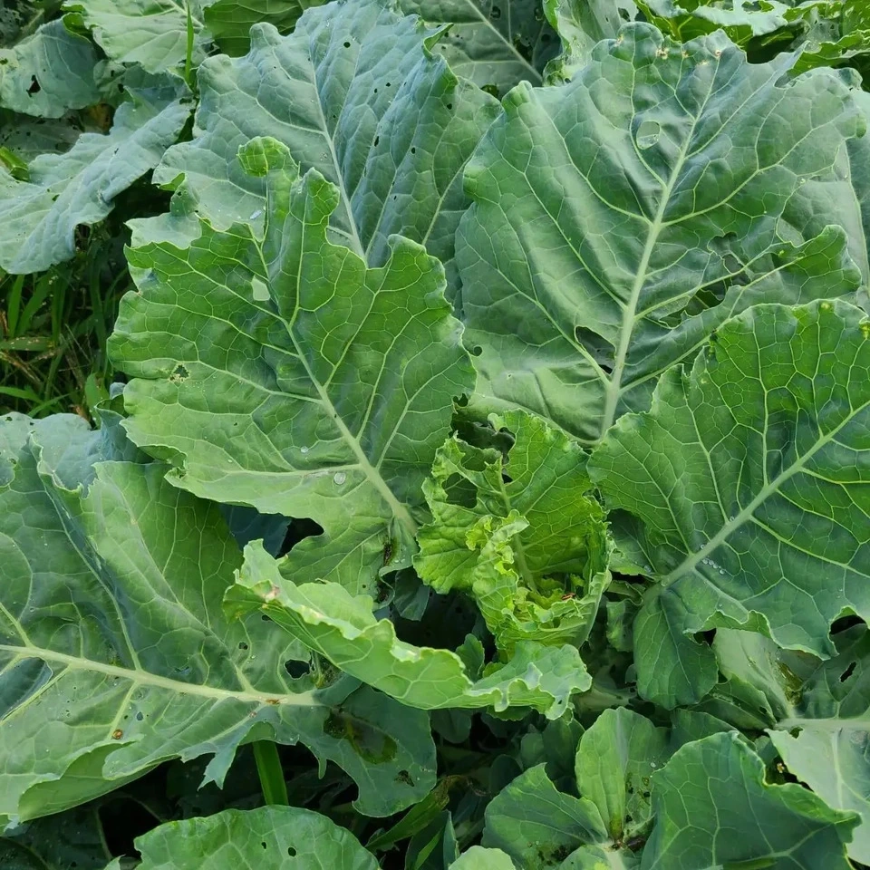ケールパウダー βカロテンを届けるこだわり栽培のケールをそのまま粉末に 茨城県産（栽培期間中農薬・化学肥料・除草剤・防虫剤不使用）