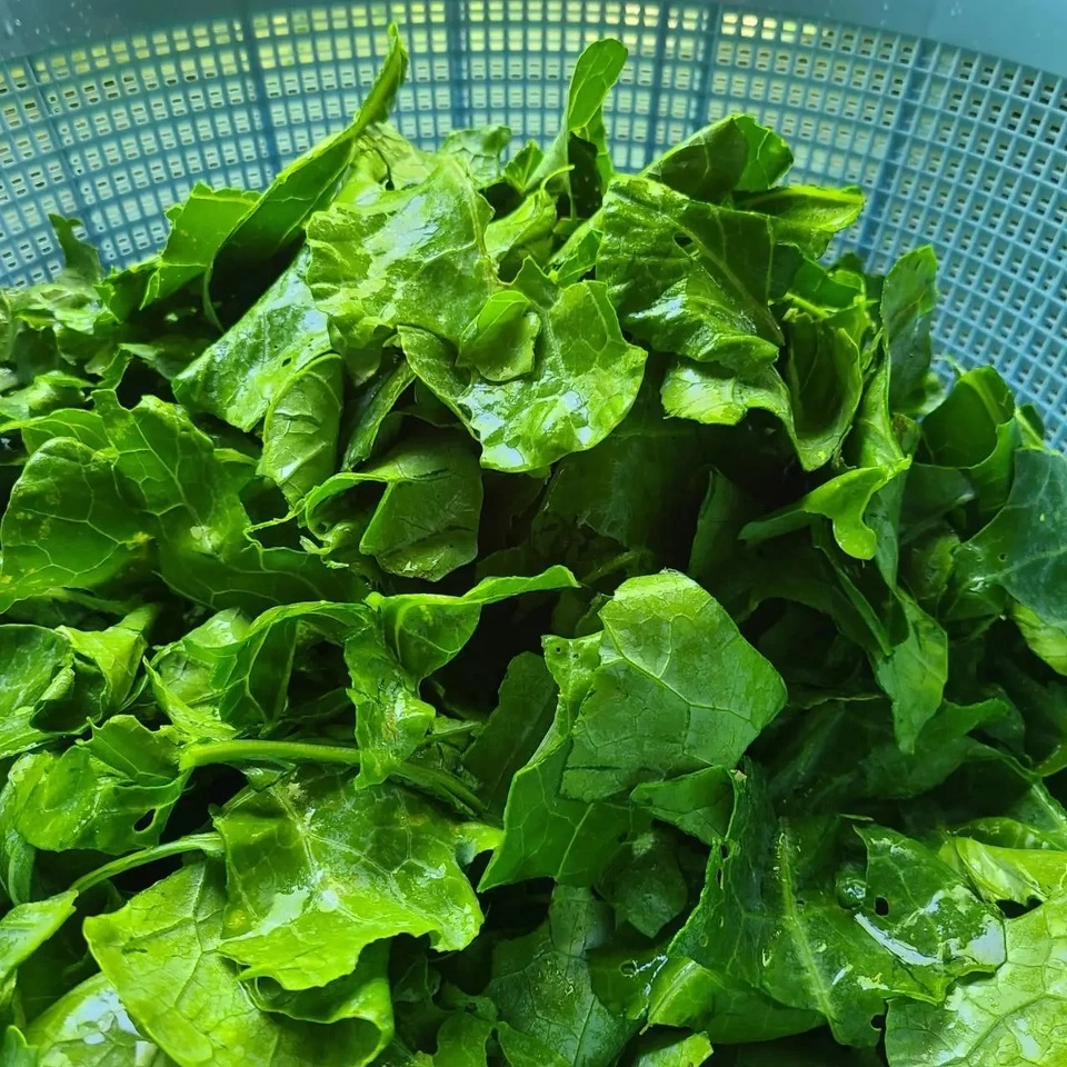 ケールパウダー βカロテンを届けるこだわり栽培のケールをそのまま粉末に 茨城県産（栽培期間中農薬・化学肥料・除草剤・防虫剤不使用）